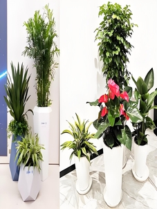 热荐！杭州湾植物出租，满足您对绿色的渴望