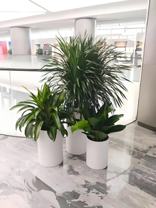 宁波杭州湾绿植租赁专业 宁波杭州湾绿植租赁专业